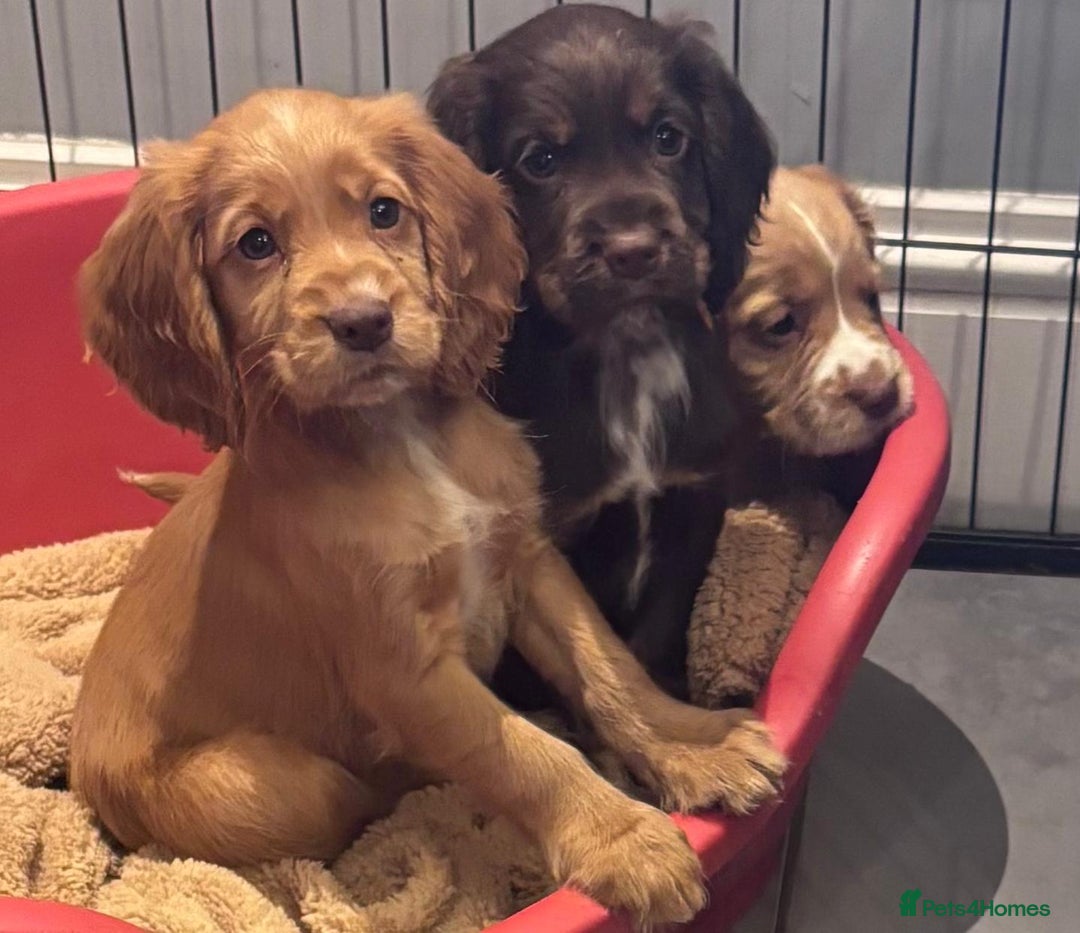 Cocker Spaniel dogs for sale: Working cocker spaniels puppies kc reg - Image 4