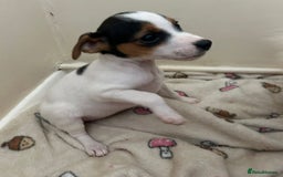 Jack Russell dogs for sale: Traditional Jack Russell Puppies  - Image 9