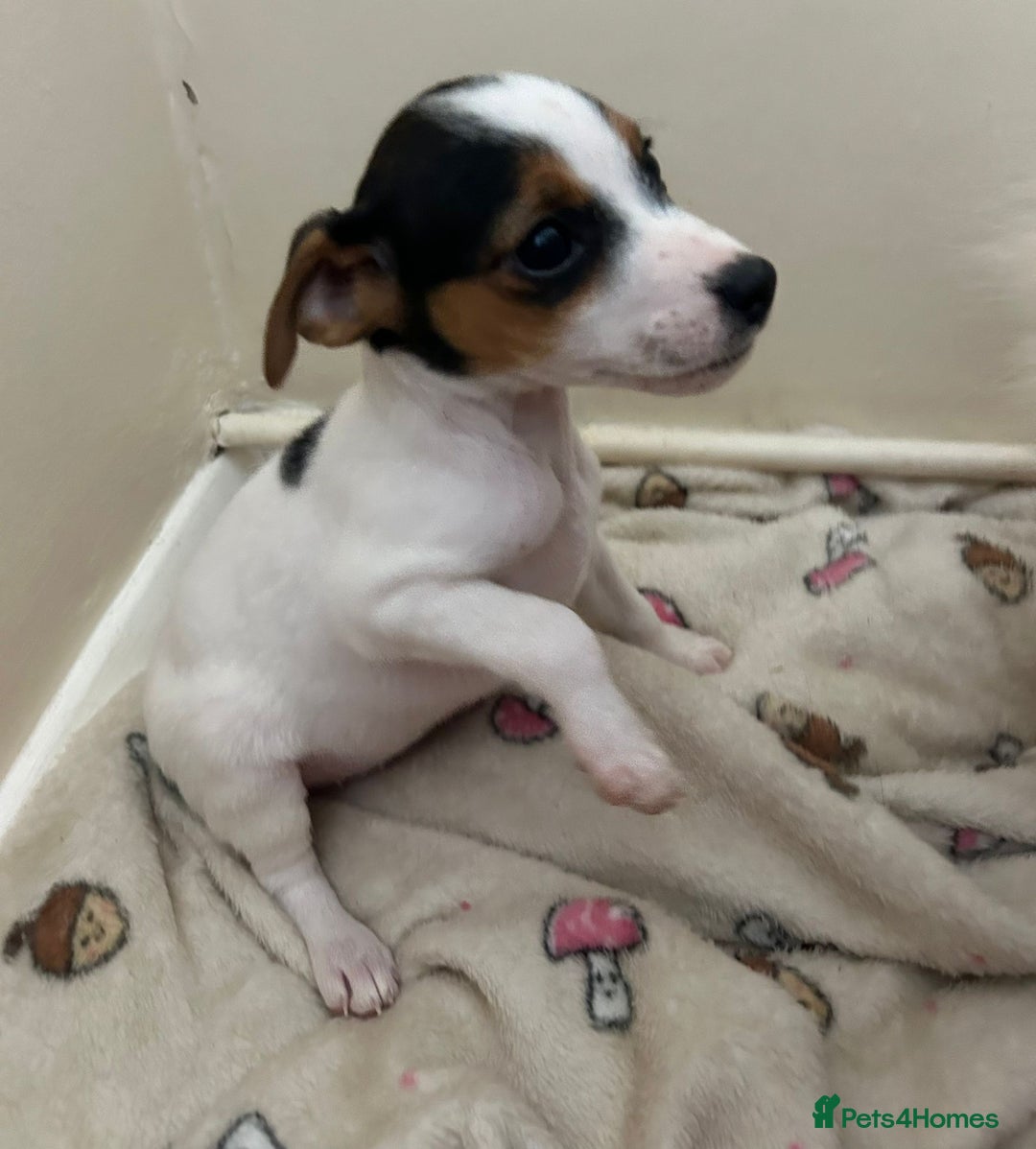 Jack Russell dogs for sale: Traditional Jack Russell Puppies  - Image 9