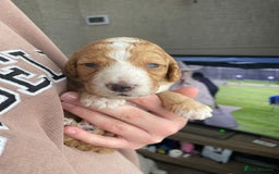 Cavapoo dogs for sale: Gorgeous cavapoo pups from health tested parents - Image 6
