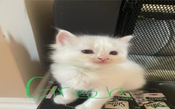 Ragdoll cats for sale: 6 Adorable Ragdoll kittens  - Image 4