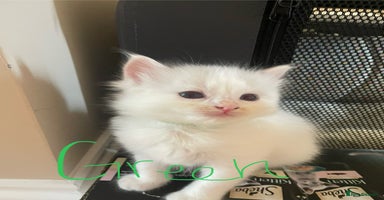 Ragdoll cats - Advert 9