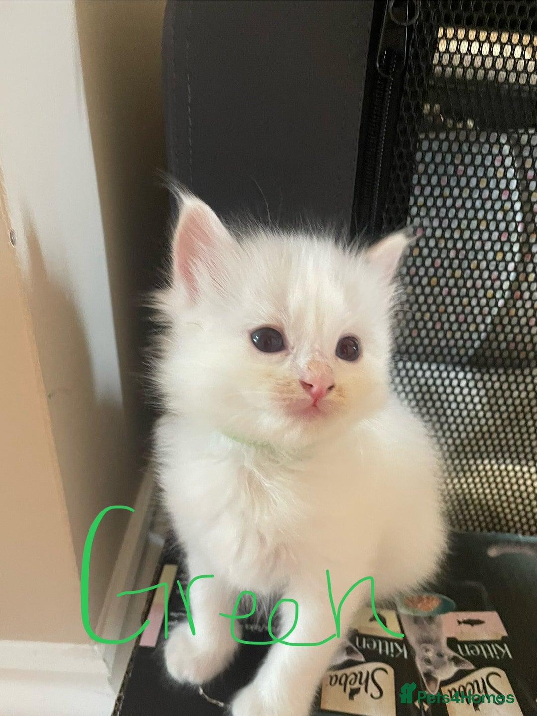Ragdoll cats for sale: 6 Adorable Ragdoll kittens  - Image 4