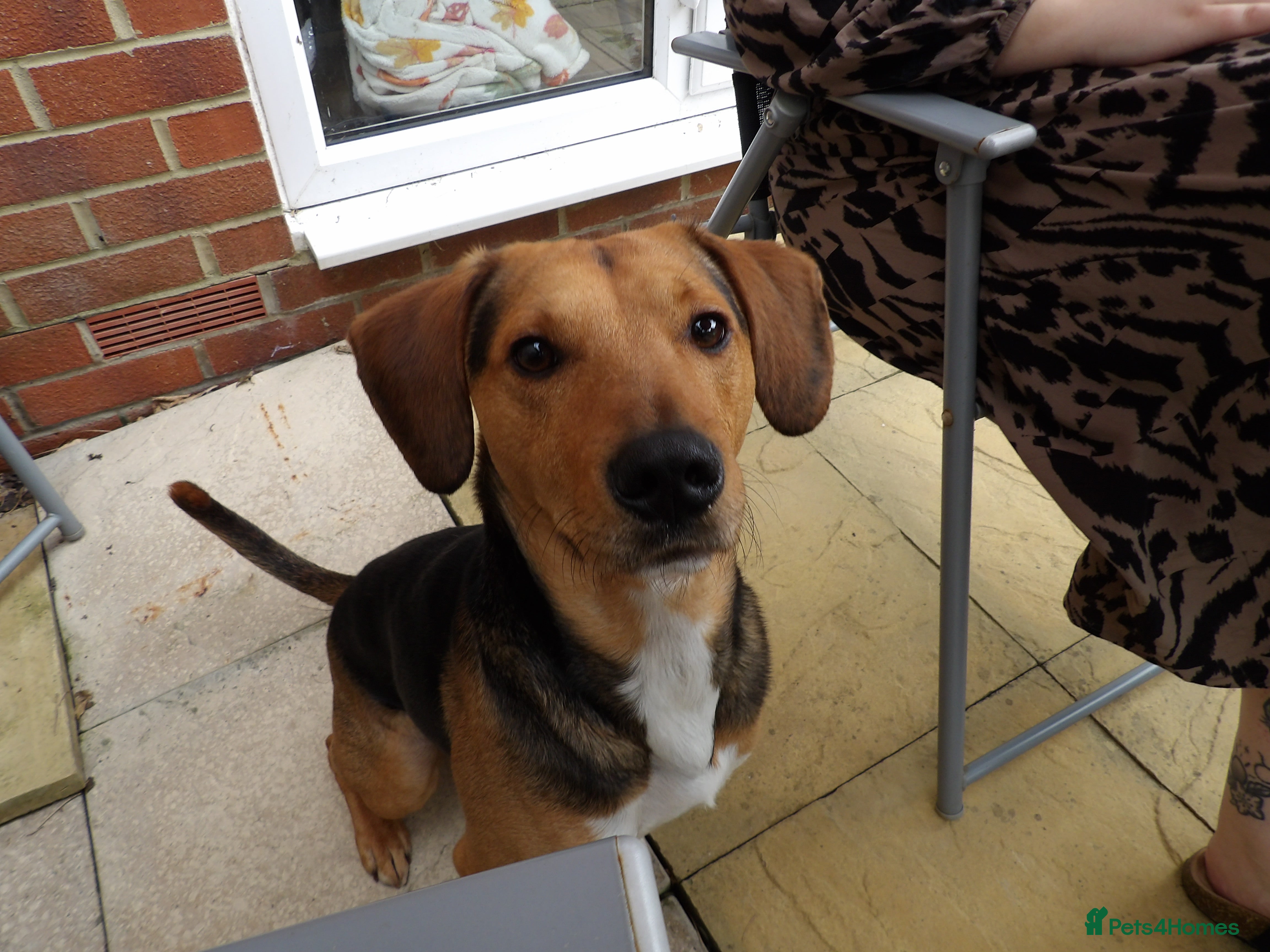 Mixed Breed dogs looking for an understanding home for our rescue - Advert 10