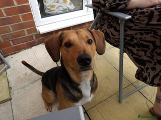 Mixed Breed dogs looking for an understanding home for our rescue - Advert 13