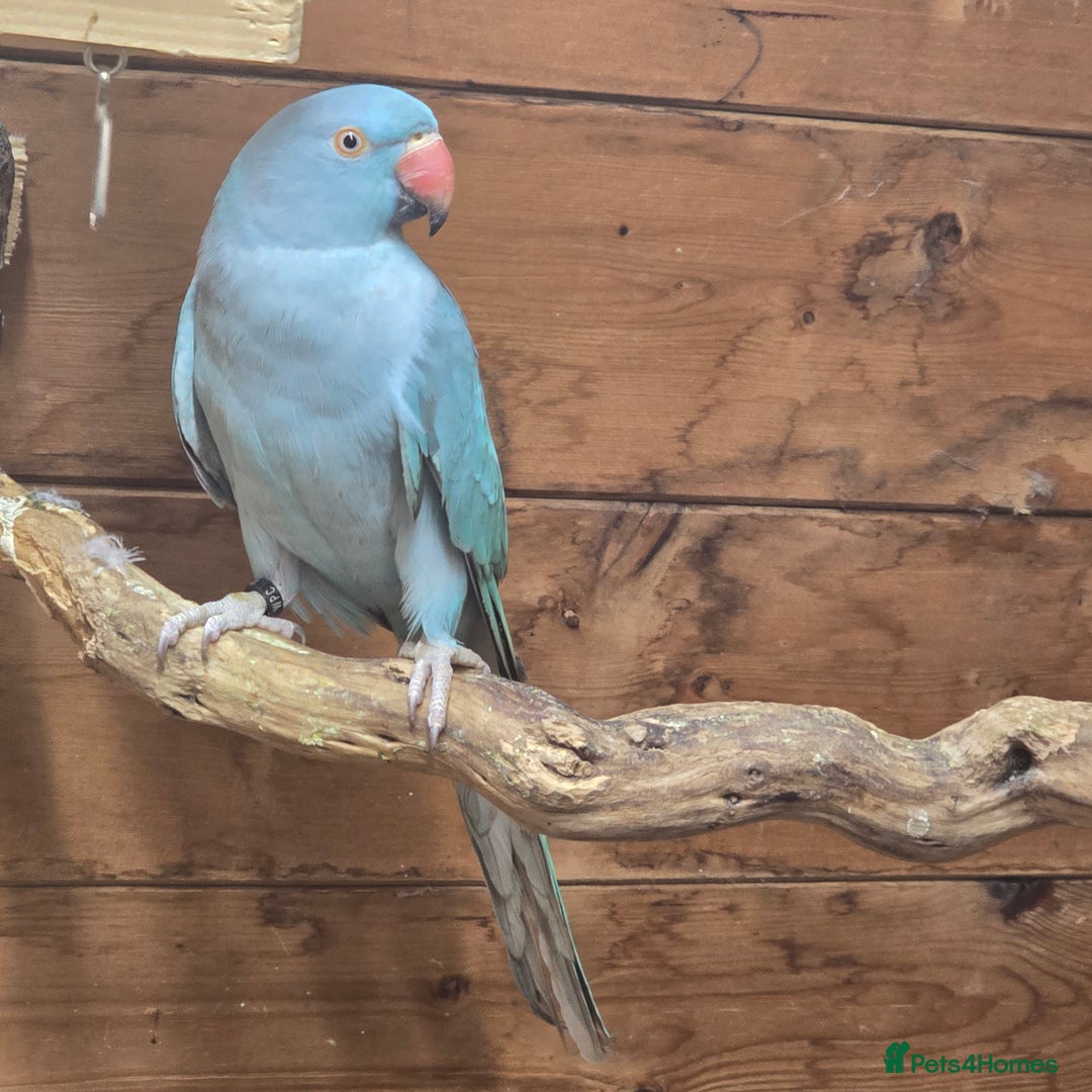 Parrots birds for sale: Male  and female indian ringneck parrots - Image 8