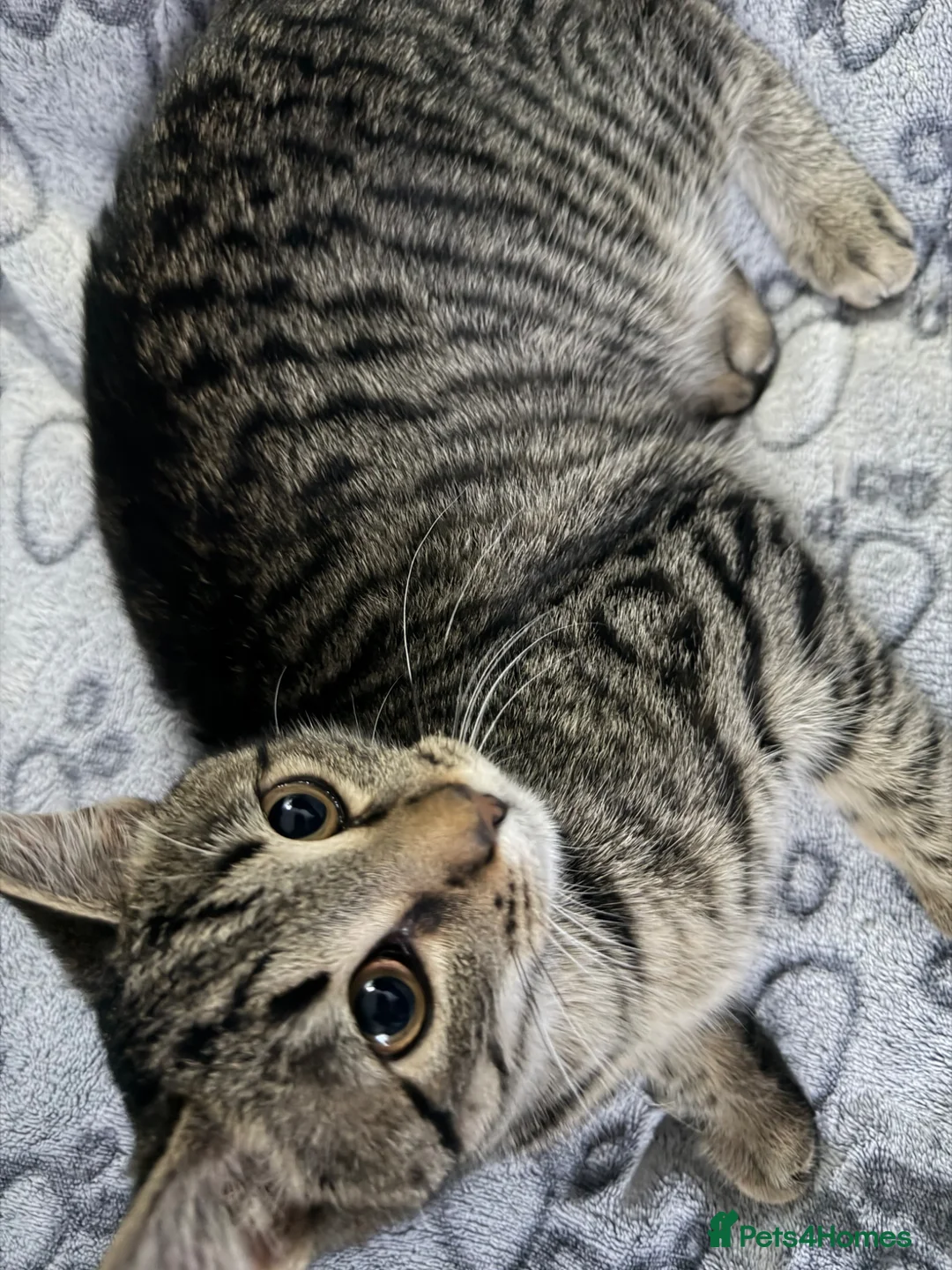 Mixed Breed cats for sale: 7 month female kitten in Saltcoats - Advert 2