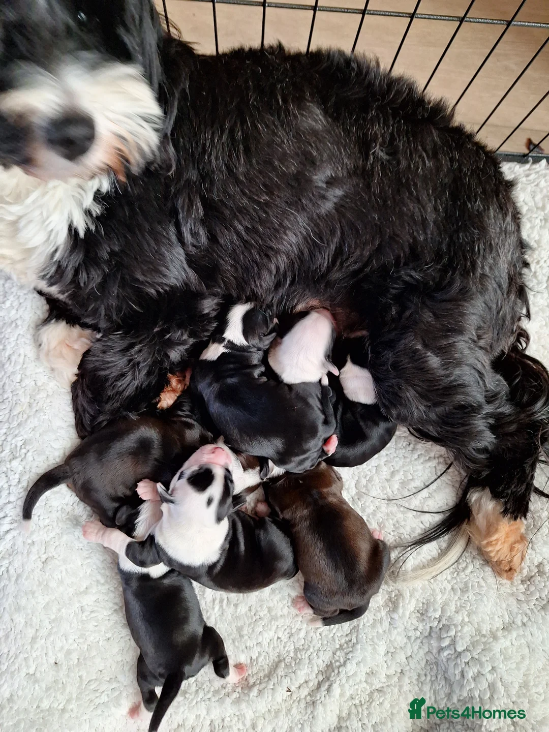 Tibetan Terrier dogs for sale: Tibetan Terrier puppies  - Advert 2
