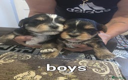 Yorkshire Terrier dogs for sale: Yorkshire Terrier pups - Image 4