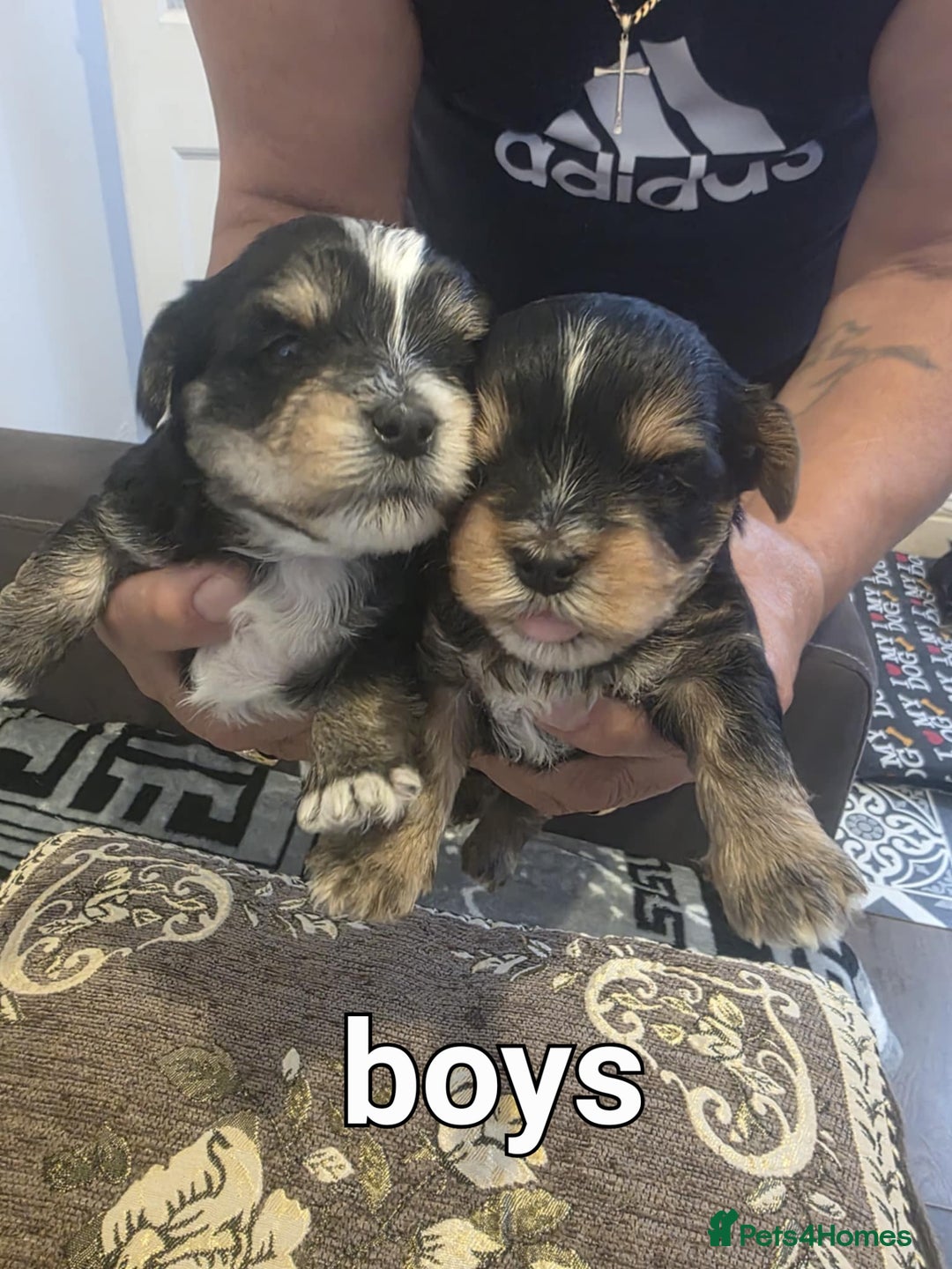 Yorkshire Terrier dogs for sale: Yorkshire Terrier pups - Image 4