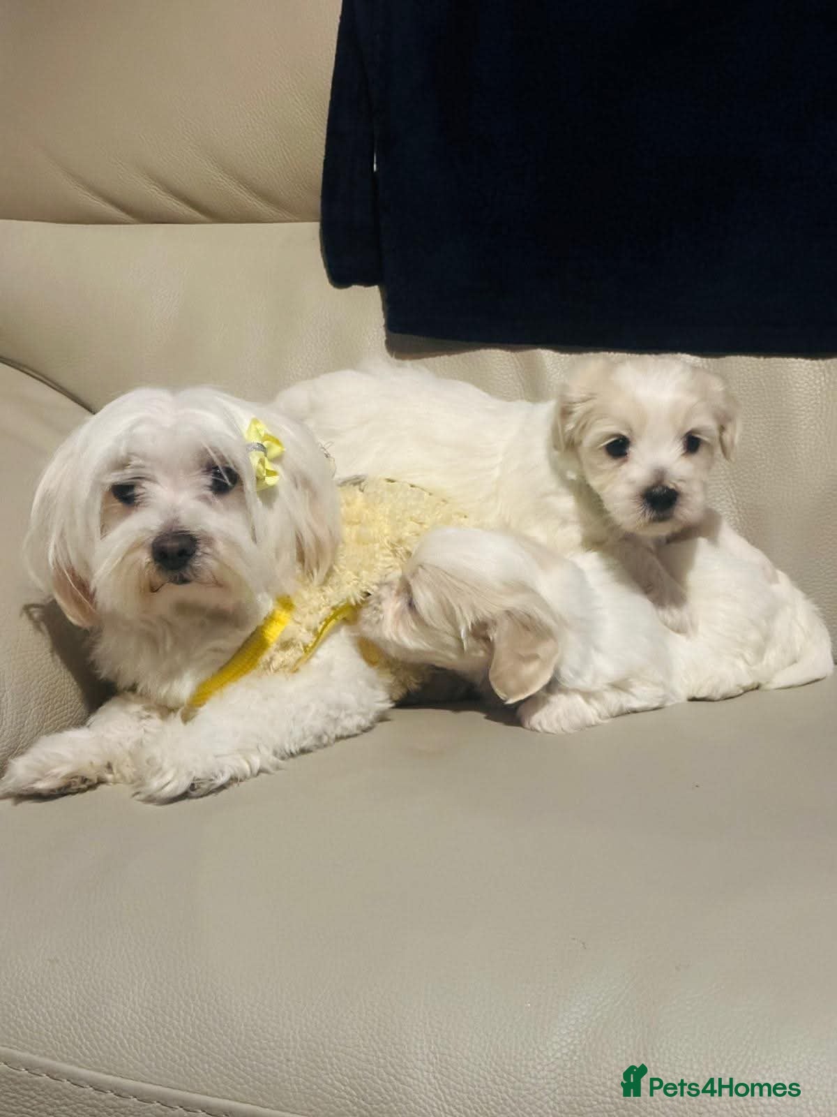 Maltese dogs Maltese puppies  - Advert 1