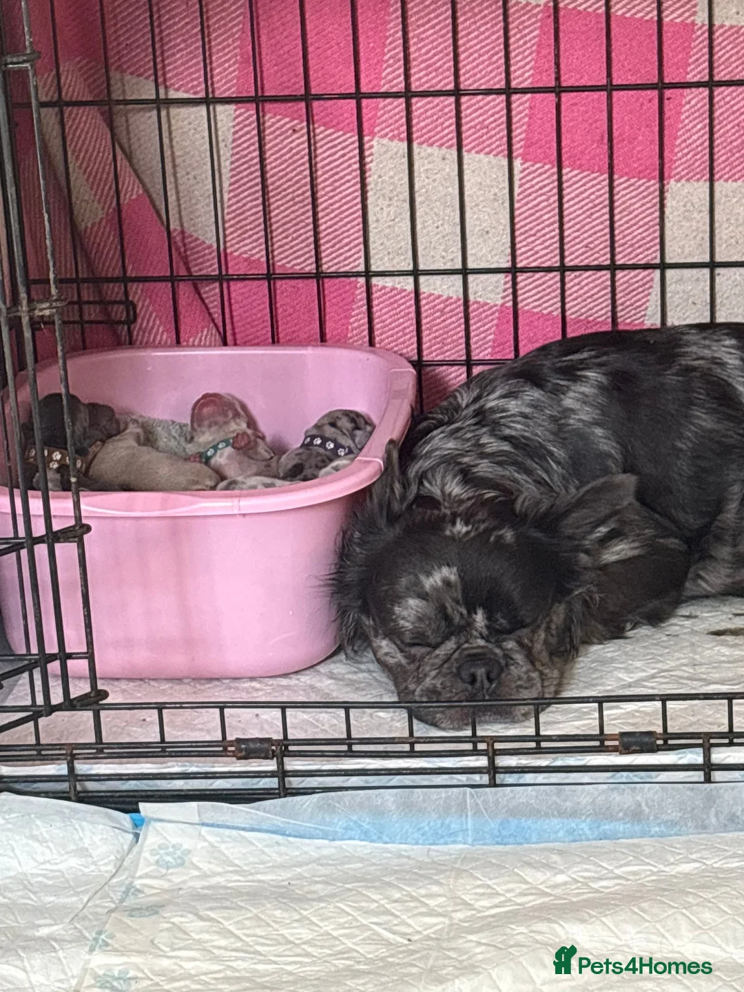 French Bulldog dogs for sale:  LUX FRENCHBULLDOG PUPS READY ✨🐾 - Advert 1