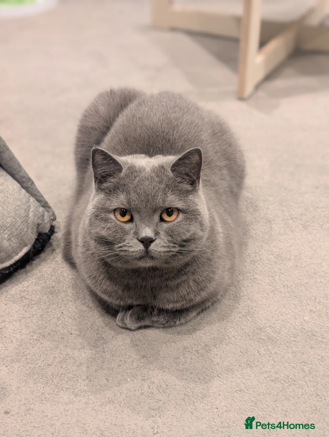 British Shorthair cats for sale: Adult male British short hair - Advert 2