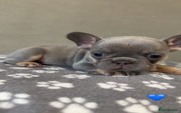 French Bulldog dogs for sale: *FLUFFY FRENCHIE’S* - Image 2