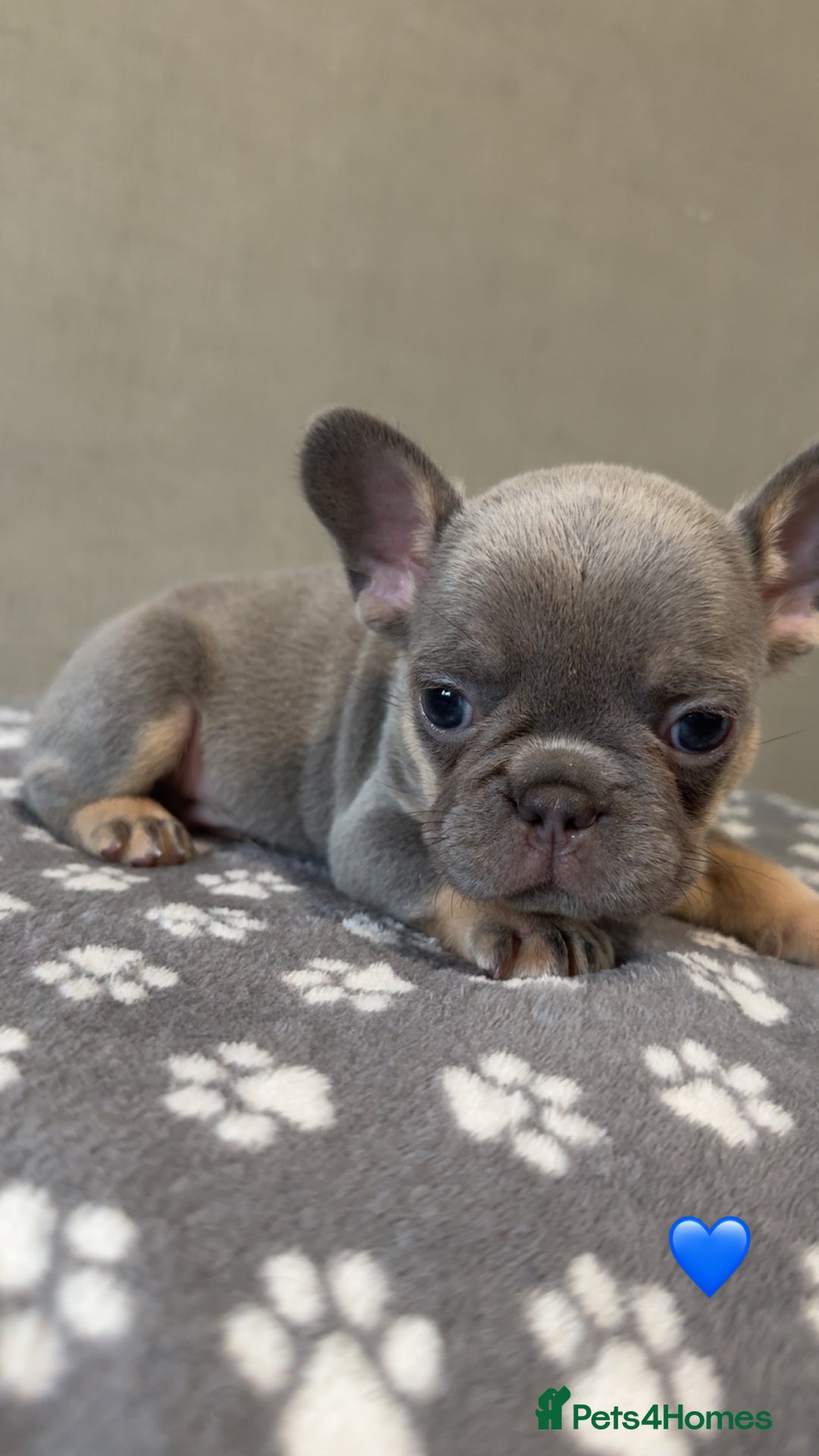 French Bulldog dogs for sale: *FLUFFY FRENCHIE’S* - Image 2