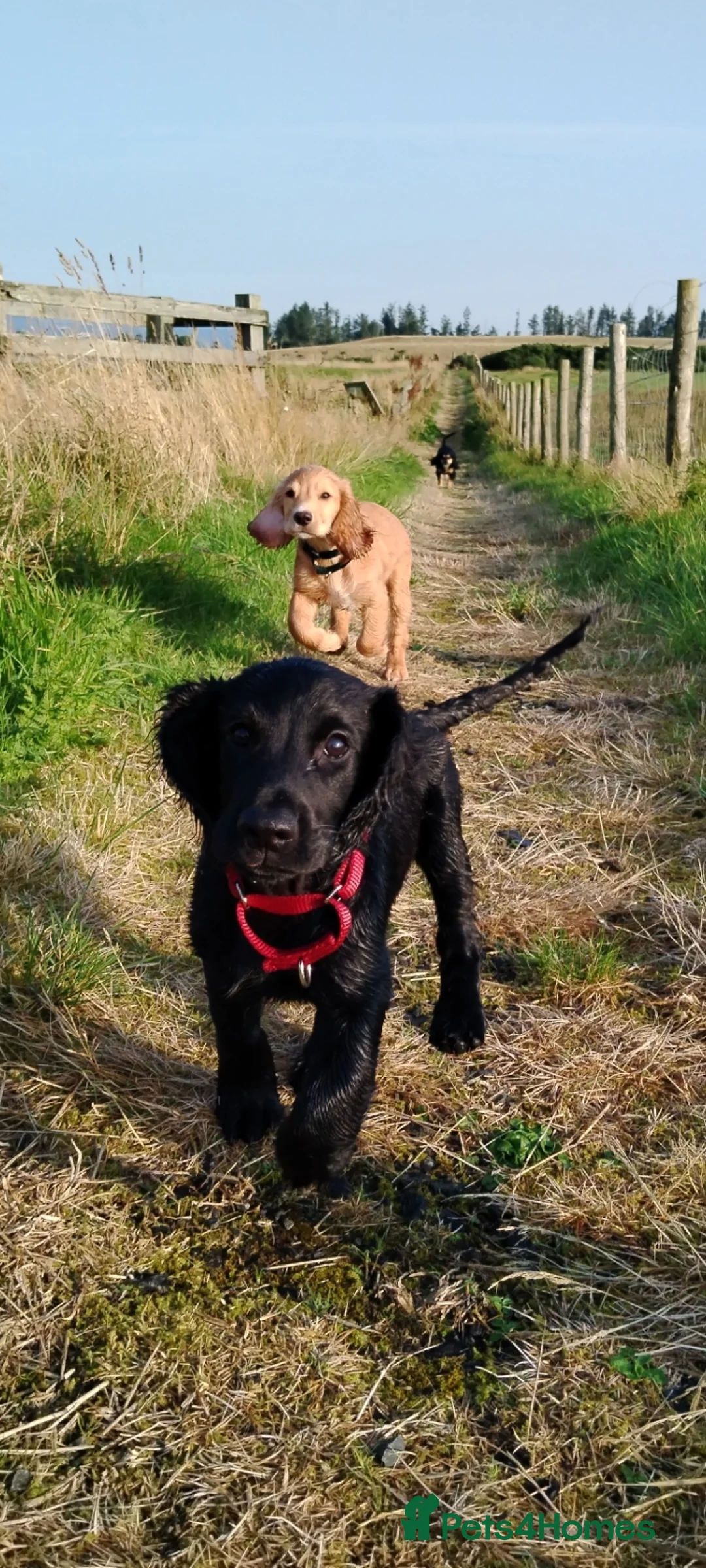 Cocker Spaniel dogs for stud: Health Tested KC Cocker Spaniel  - Advert 10