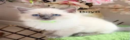 Ragdoll cats for sale: Elite Champion Lines TICA reg Ragdoll kittens - Advert 4