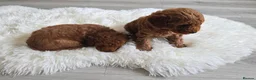 Toy Poodle dogs for sale: Toy x Asian poodle puppies ready now  - Advert 2