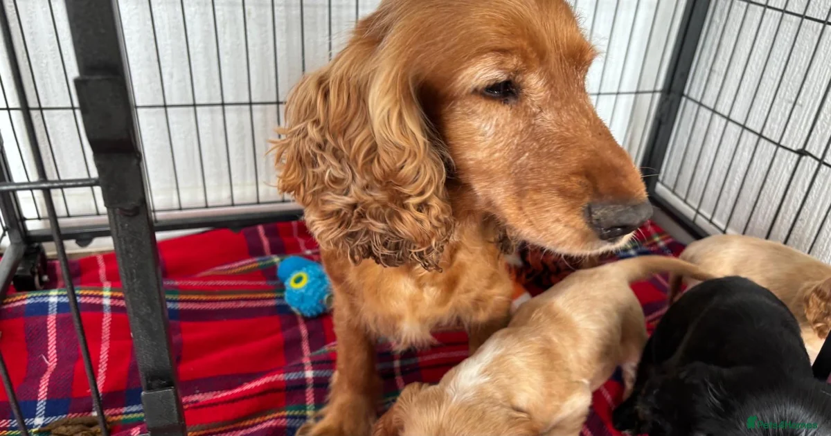 Show cocker spaniels for sale in Gravesend | Pets4Homes