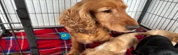 Cocker Spaniel dogs for sale: Show cocker spaniels - Advert 1