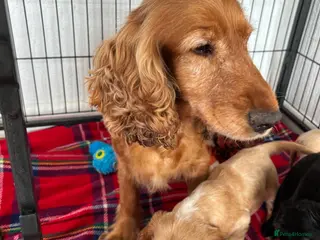 Cocker Spaniel dogs Show cocker spaniels - Advert 1