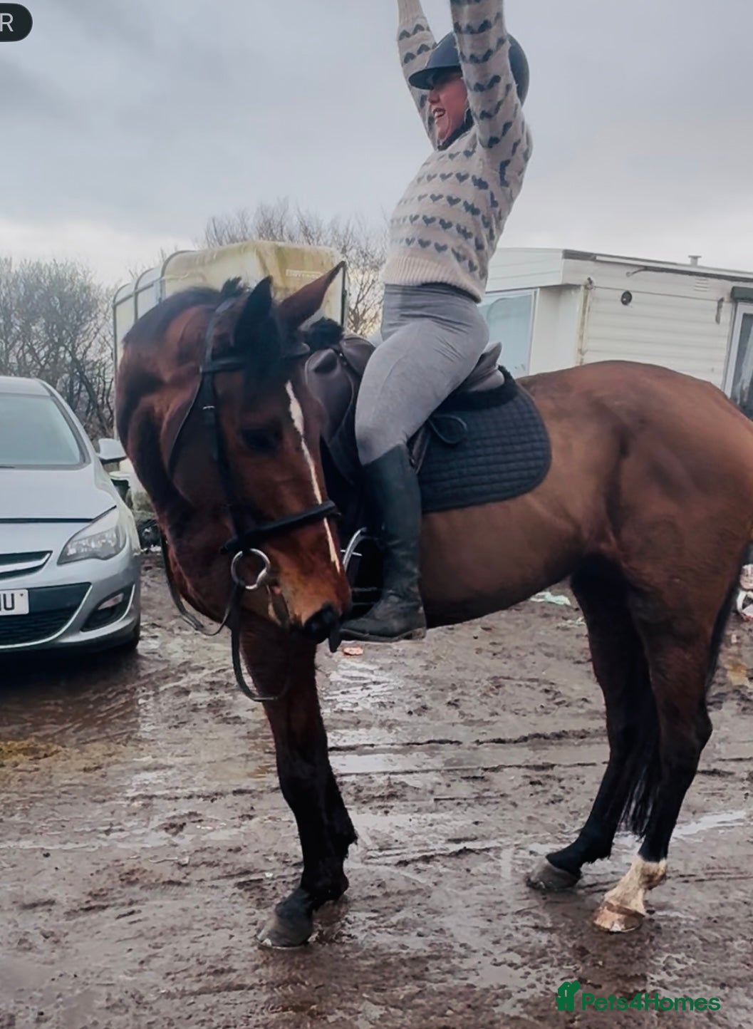 Irish Sports horses Super 15.3 8 yr old sports horse allroudner  - Advert 1