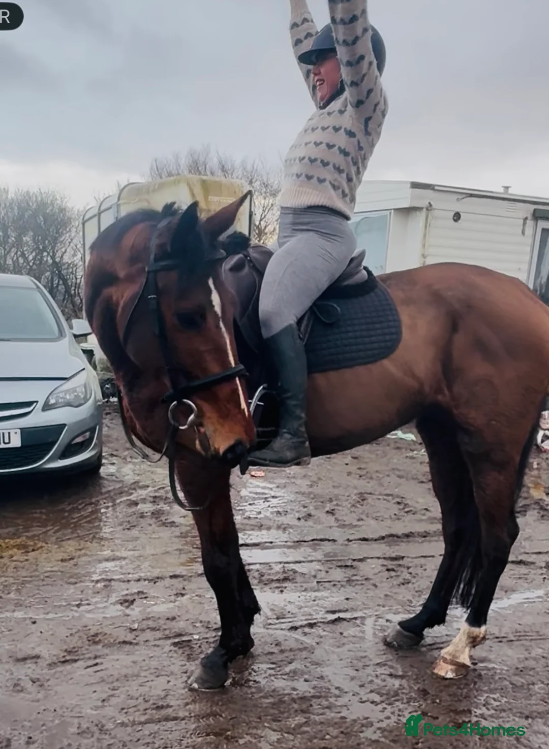 Irish Sports horses for sale: Super 15.3 8 yr old sports horse allroudner  - Advert 1