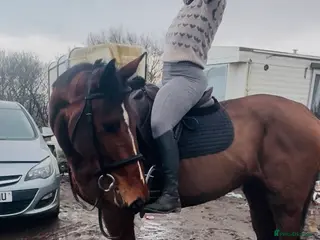 Irish Sports horses Super 15.3 8 yr old sports horse allroudner - Advert 1