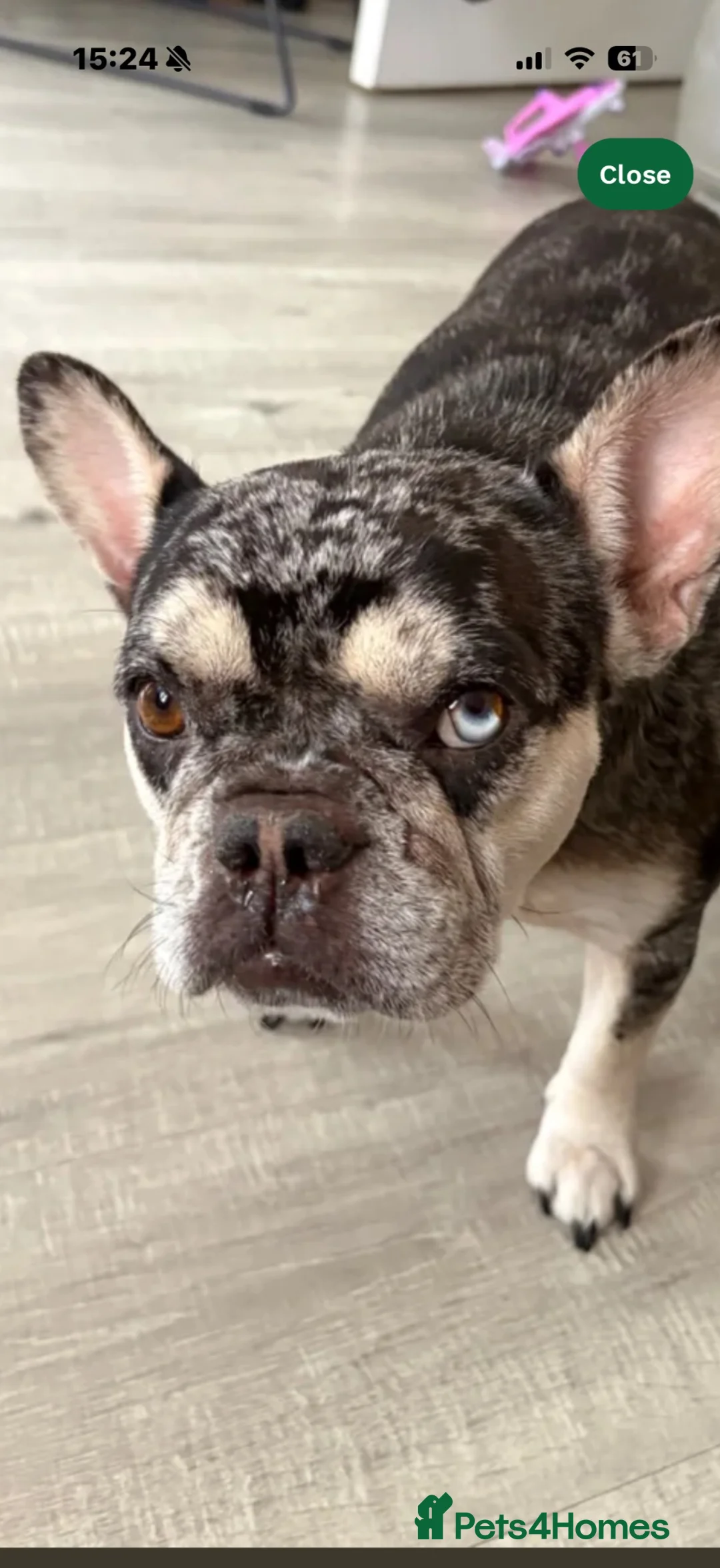French Bulldog dogs for sale: French bulldog for sale in Bedford - Advert 2