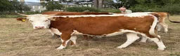 Cows & Bulls livestock for sale: Jersey cow and two Hereford X, 1 with calf at foot - Advert 2