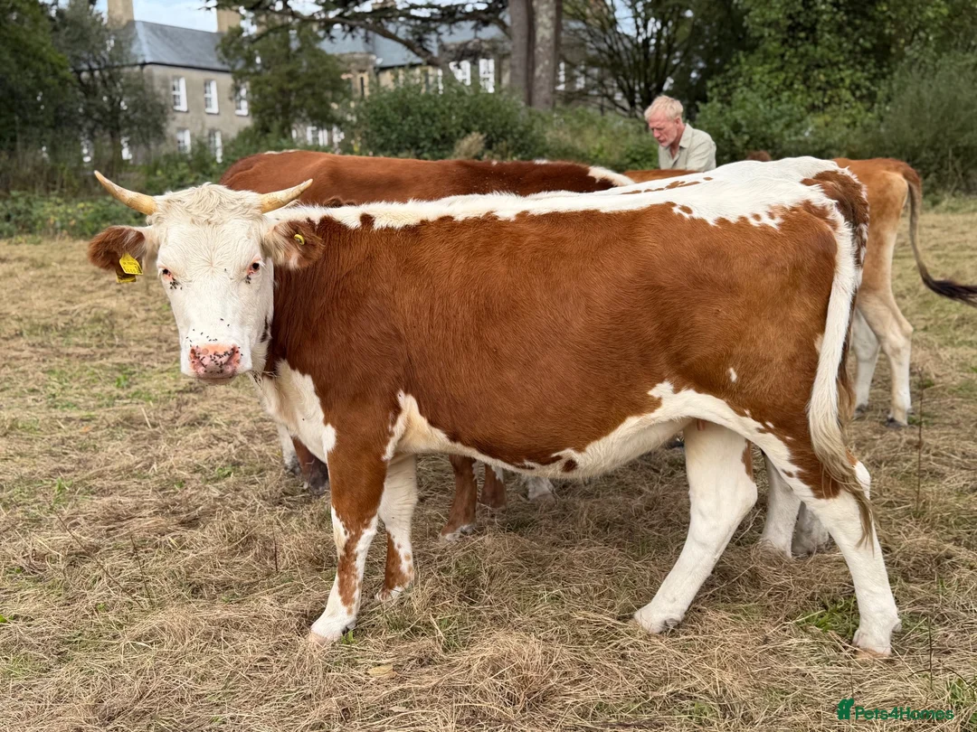 Cows & Bulls livestock for sale: Jersey cow and two Hereford X, 1 with calf at foot - Advert 2