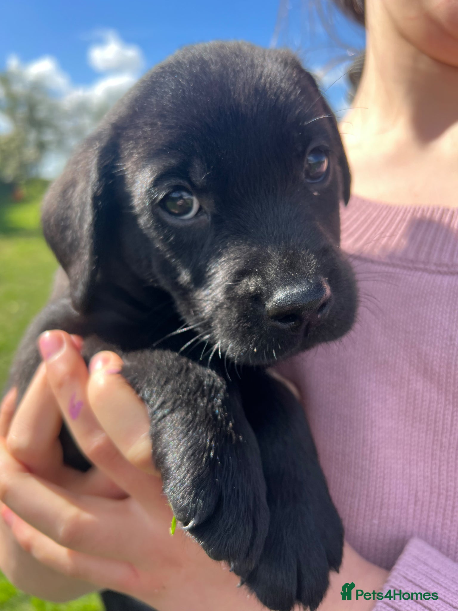 Labrador Retriever dogs READY FOR NEW HOME KC reg Labrador puppies - Advert 16