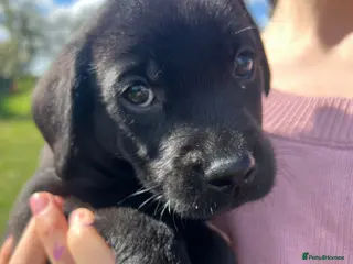 Labrador Retriever dogs READY FOR NEW HOME KC reg Labrador puppies - Advert 10