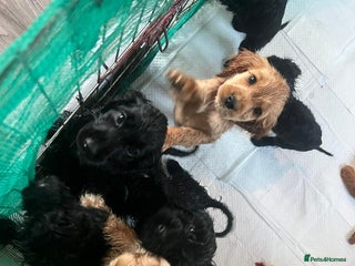 Cockapoo dogs Cocker spaniel/ cocapoo - Advert 4