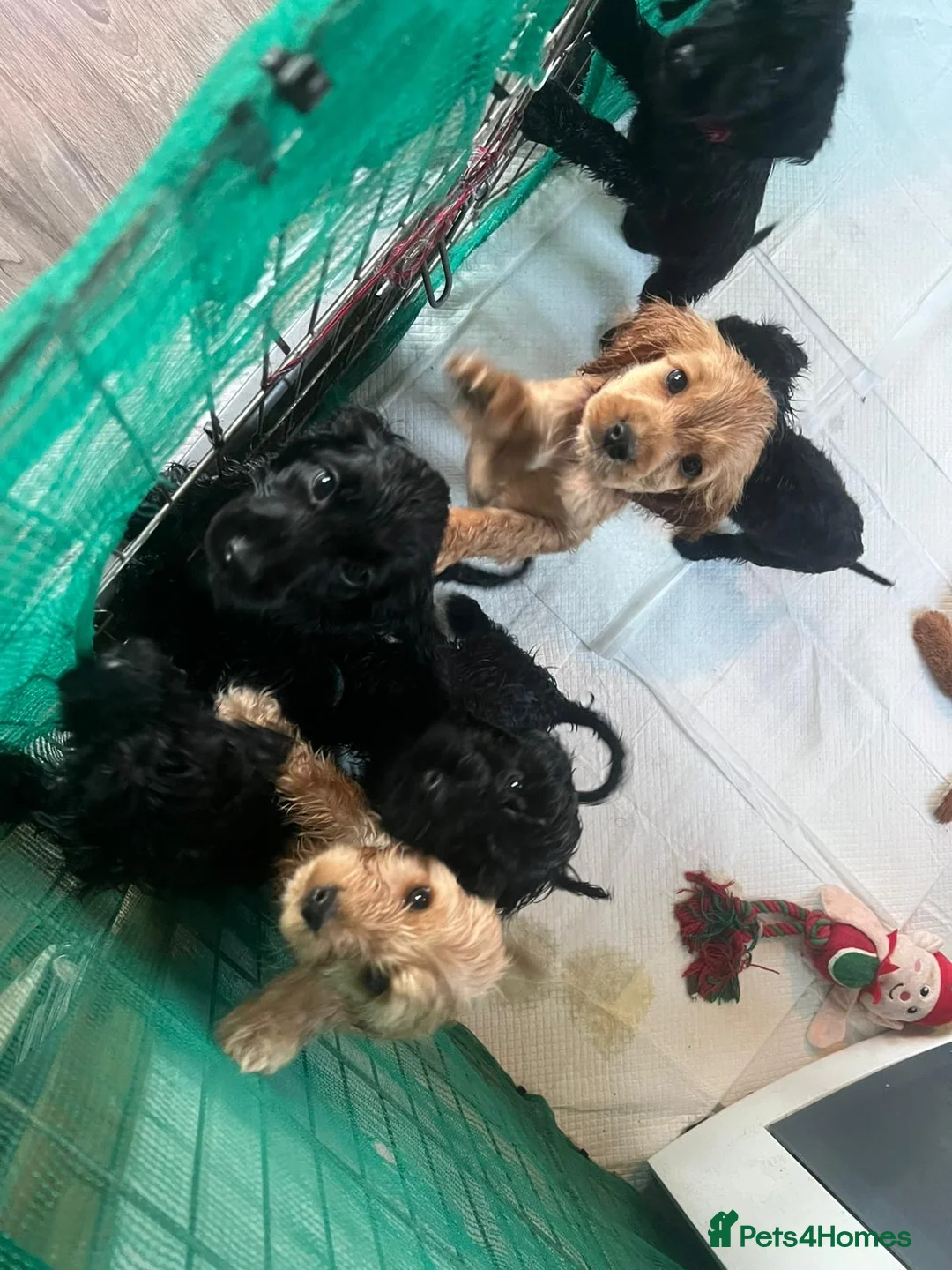Cockapoo dogs for sale: Cocker spaniel/ cocapoo  - Advert 1