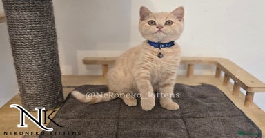 British Shorthair cats in Ilkeston - Advert 10