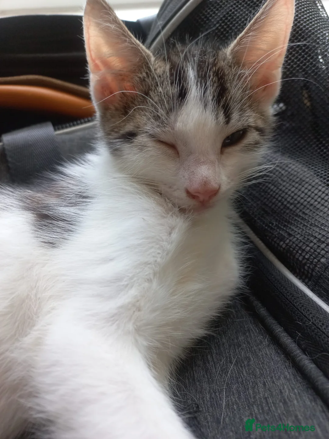 Mixed Breed cats for sale: Beautiful kittens for sale  - Advert 2