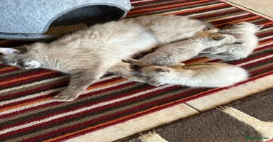 Ragdoll cats - Advert 4