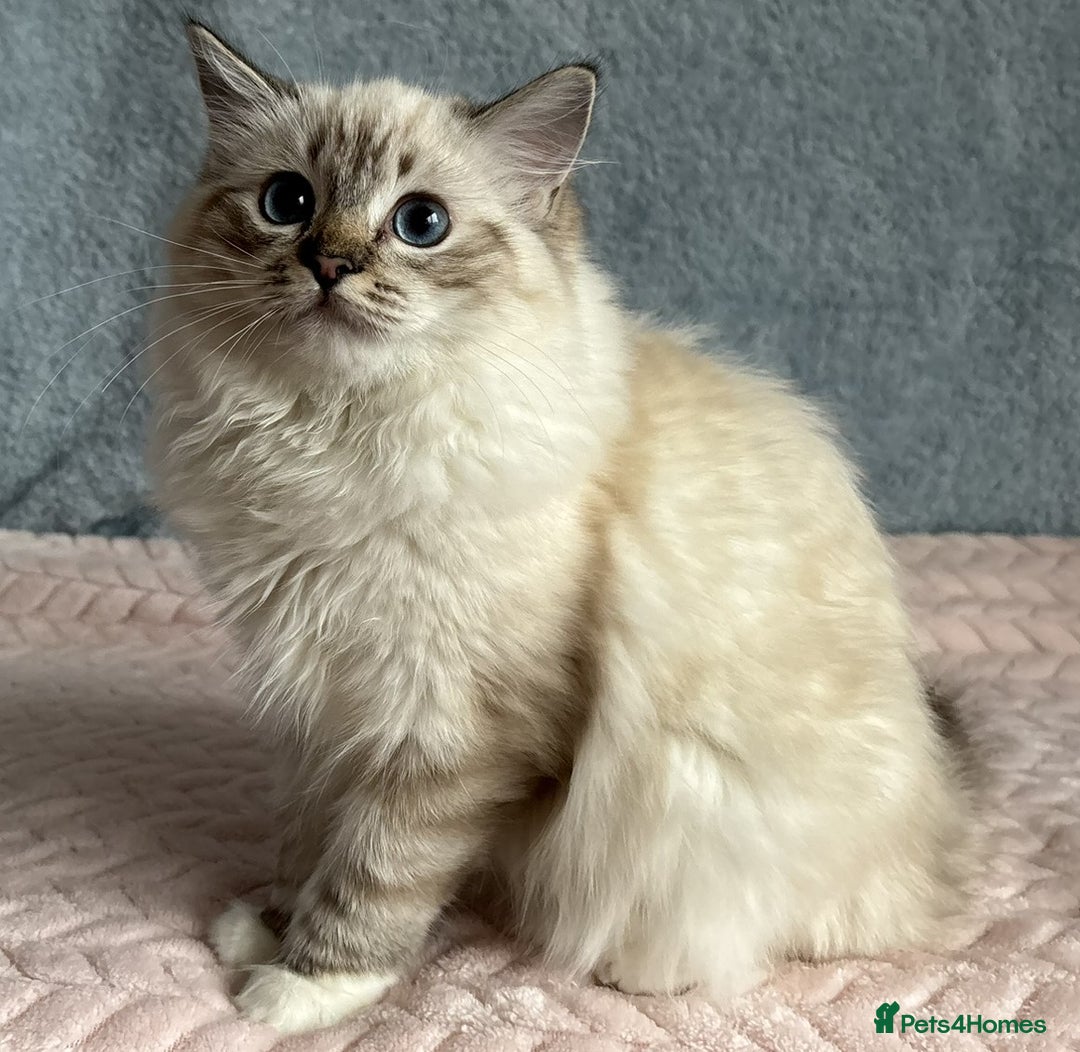 Ragdoll cats for sale: Three beautiful Ragdoll Ready to Leave 20/12/2025  - Advert 2