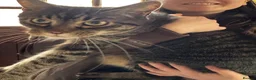 Mixed Breed cats for sale: Two beautiful tabby boys ready to rehome - Advert 8