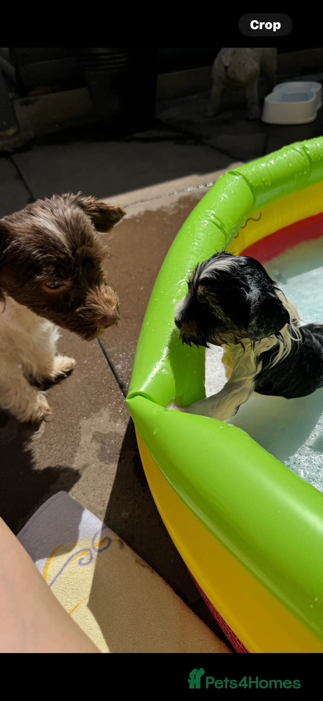 Biewer Terrier dogs for sale: biewer terriers  - Advert 4