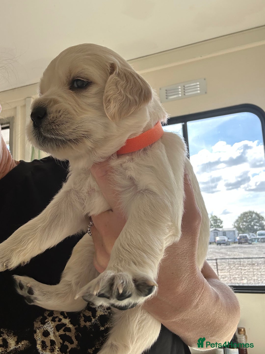 Golden Retriever dogs for sale: Gorgeous golden retriever puppies for sale - Image 15