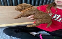 Labradoodle dogs for sale: Miniature Labradoodle F1BB Puppies - Image 6