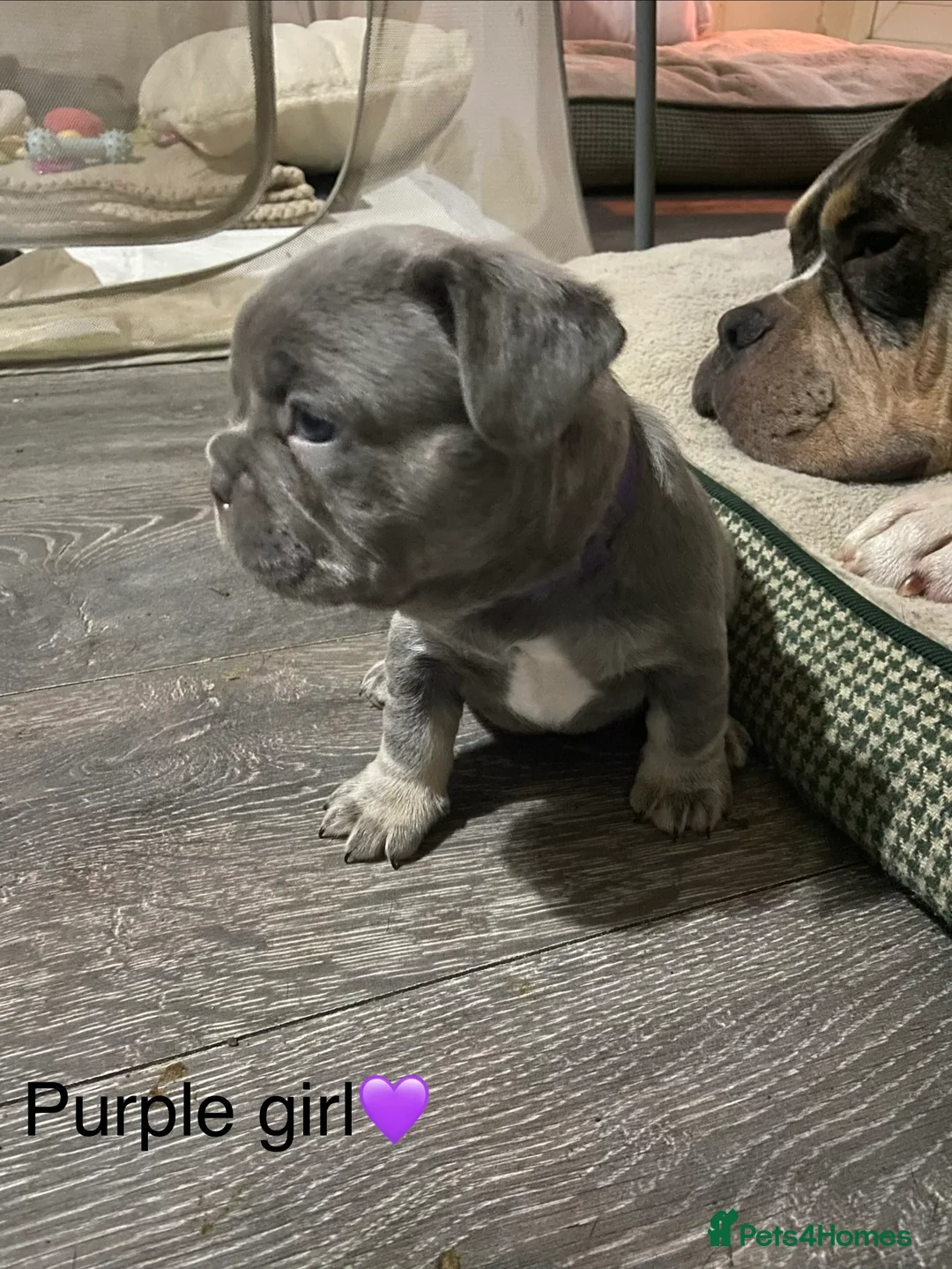 French Bulldog dogs for sale: 5 French bulldogs puppy’s  - Advert 5