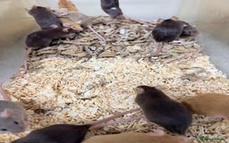 Mouse rodents for sale: Quality baby fancy mice ready for there new homes  - Image 5