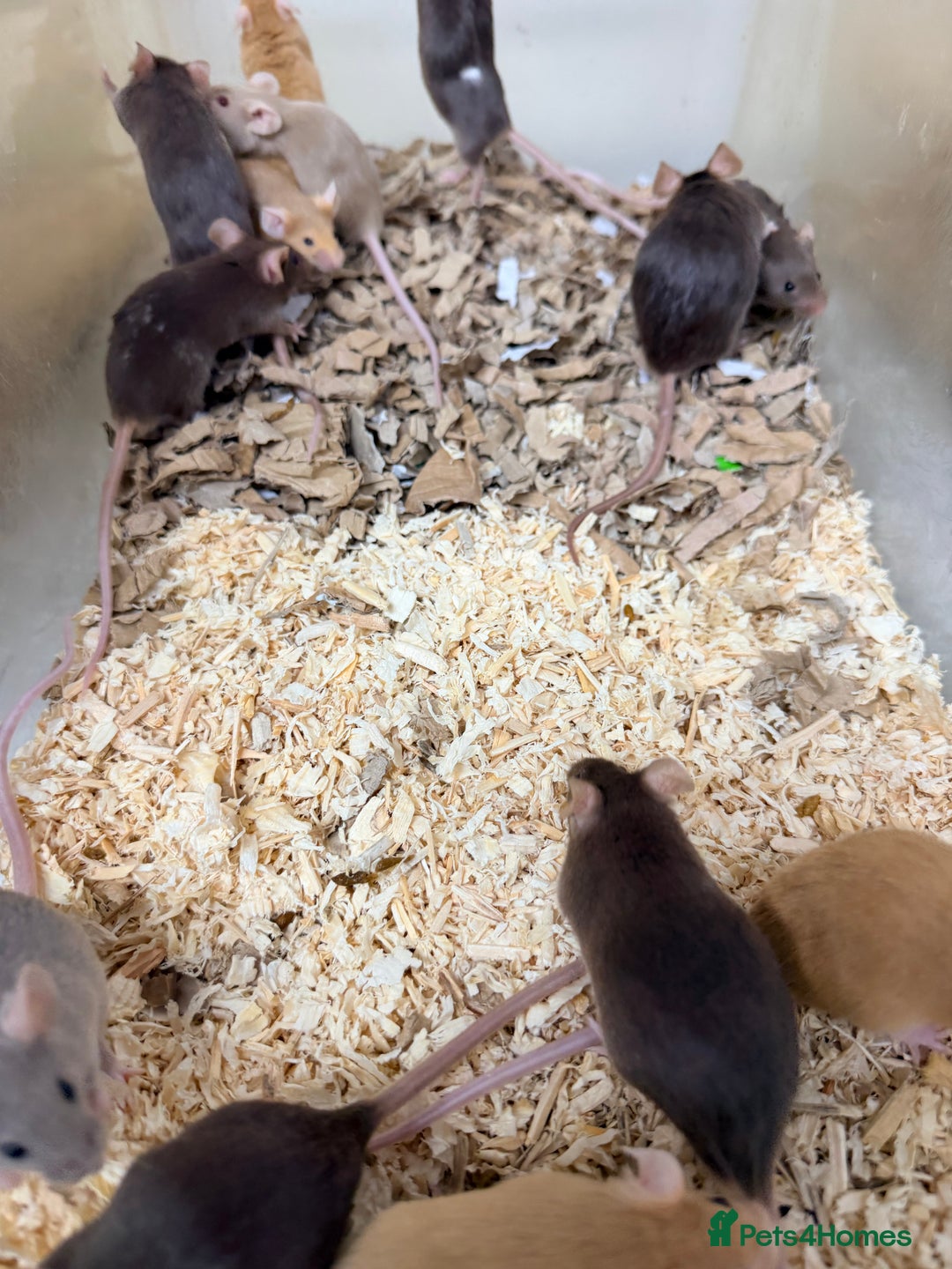 Mouse rodents for sale: Quality baby fancy mice ready for there new homes  - Image 5