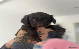 Cockapoo dogs for sale: Cockapoo Puppies Ready 14th July in Widnes - Image 12
