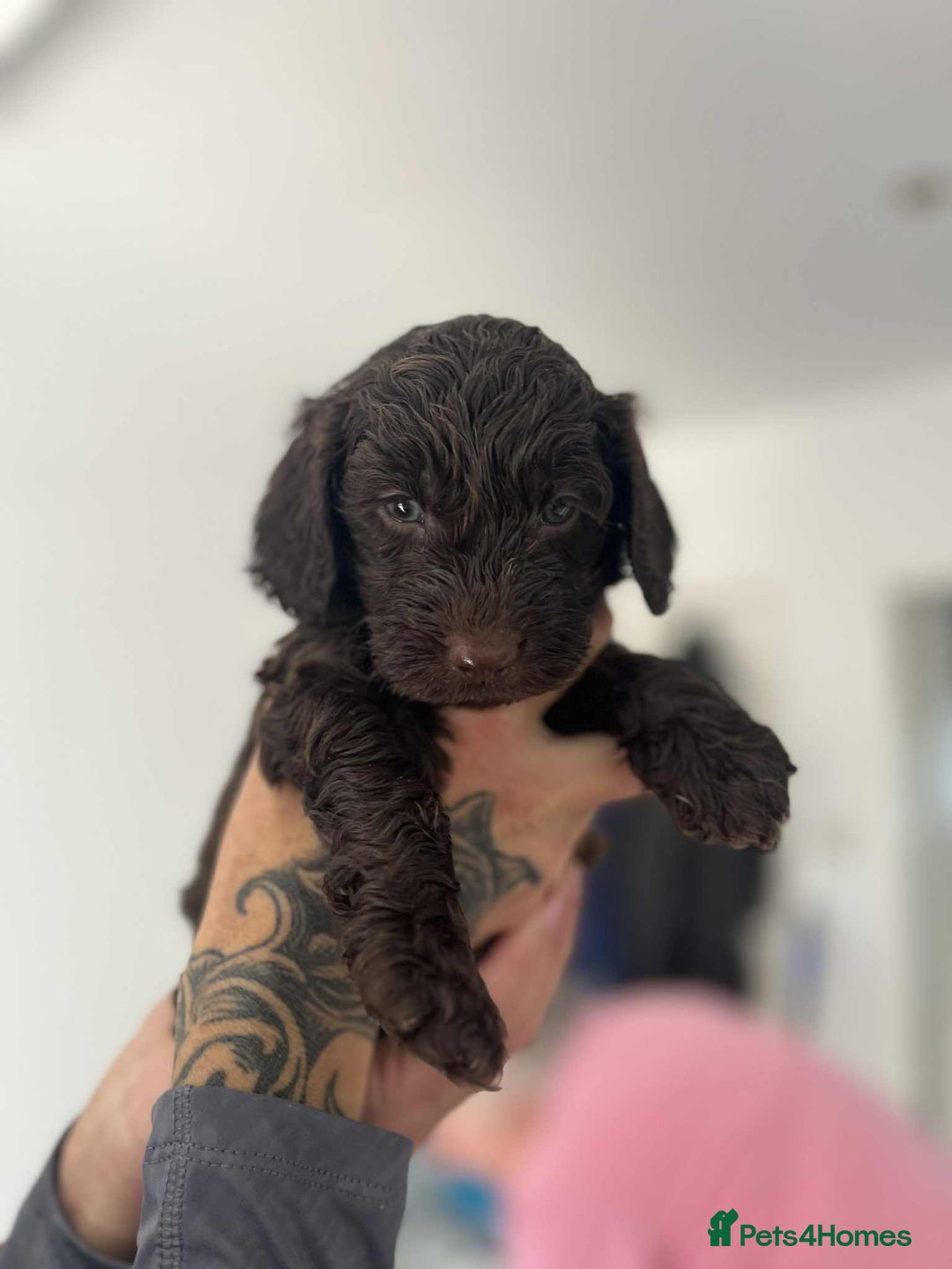 Cockapoo dogs for sale: Cockapoo Puppies Ready 14th July in Widnes - Image 12