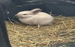 Dwarf Lop rabbits for sale: Dwarf lop fluffy baby bunnies - Image 14