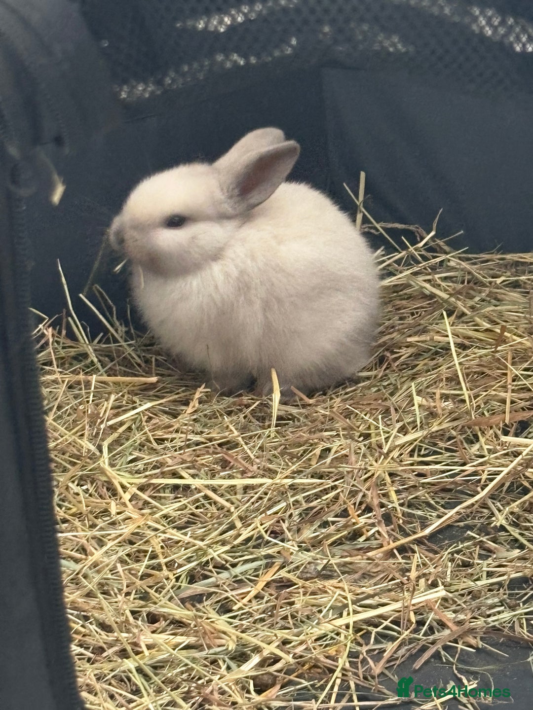 Dwarf Lop rabbits for sale: Dwarf lop fluffy baby bunnies - Image 14